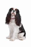 Cavalier king charles spaniel dog