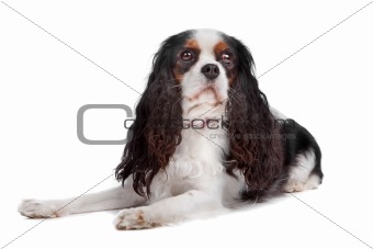 Cavalier king charles spaniel dog