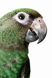 Young Parrot