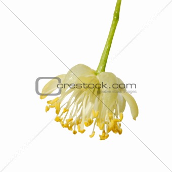 Linden flower