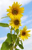 bouquet sunflower