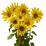 boquet sunflower