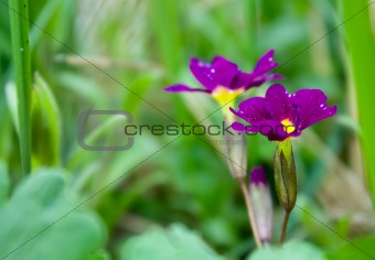 flowers Primula