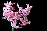 flower hyacinth