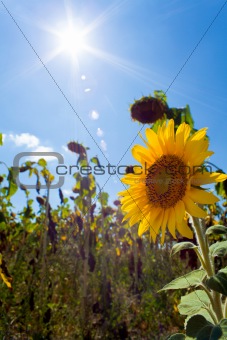Flowering of sunflower