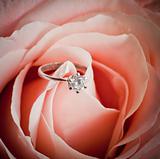 Close-up of pink rose with diamond ring