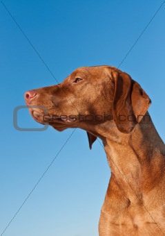 Vizsla (Hungarian pointer) Dog in Profile with Blue Sky