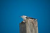White-breasted Nuthatch on a Wooden Post