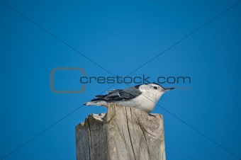White-breasted Nuthatch on a Wooden Post