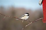 Black-capped Chickadee on a Branch