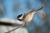 Black-capped Chickadee on a Branch