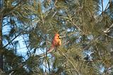 Male Northern Cardinal in a Tree