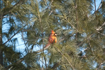 Male Northern Cardinal in a Tree