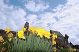 daffodils in front of ancient celtic crosses
