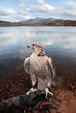 falcon perched on gloved hand with lake scene
