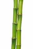 green bamboo 