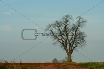 Large tree