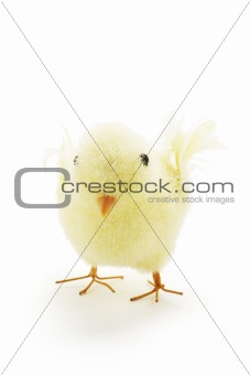 Easter Chicken