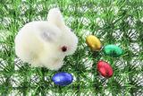 Bunny and Easter Eggs on Grass