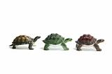  Miniature Tortoises