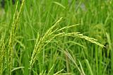 Green paddy rice.