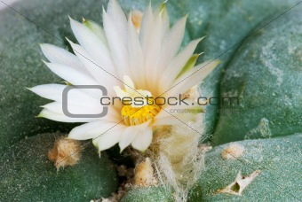 Lophophora wiliamsii flower closeup