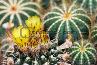 Yellow cactus flowers 