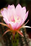 Pink Echinocereus flower