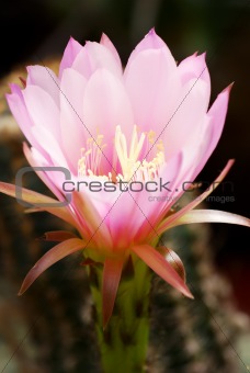 Pink Echinocereus flower
