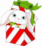 Bunny in a Christmas  gift box
