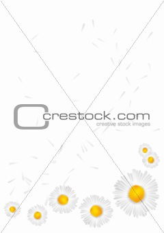 background with daisies