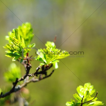 green spring leaves