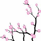 Oriental cherry branch. Vector Illustration
