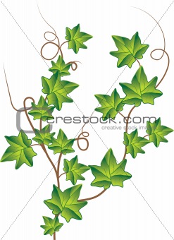 Green ivy. Vector Illustration 	Green ivy. Vector Illustration