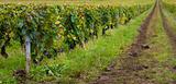 Vineyard trail