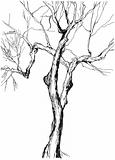 old tree drawing  graphic  sketch