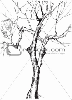 old tree drawing  graphic  sketch