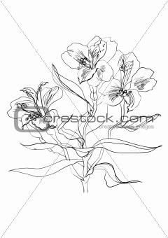 brush drawing alstrameriya flower