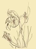 brush drawing iris flower
