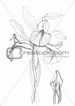 drawing iris