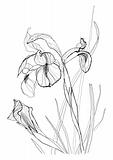 drawing irises 2