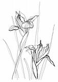 drawing irises