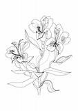 pen drawing alstrameriya flower