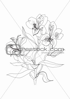 pen drawing alstrameriya flower