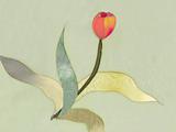 red tulip on grey background 