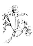 Alstrameriya flower drawing
