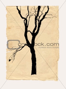 tree shabby  paper  pencil drawing