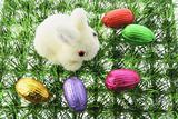 Bunny and Easter Eggs on Grass