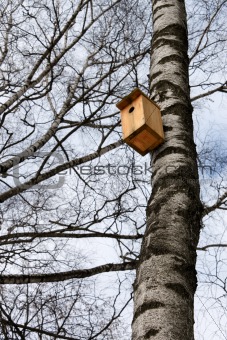 Birdhouse on the trunk of a birch