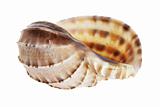 Conch Seashell